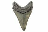 Fossil Megalodon Tooth - South Carolina #166096-2